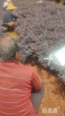 高度25厘米红花继木