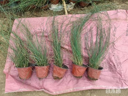 高度25厘米粉黛乱子草