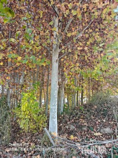 105公分速生法桐