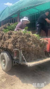 高度30厘米瓜子黄杨