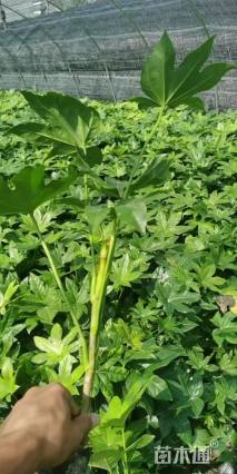 高度40厘米八角金盘小苗