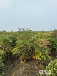 高度180厘米南天竹