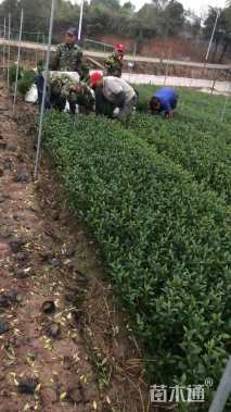 高度25厘米中叶栀子