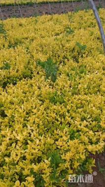 高度60厘米金叶女贞