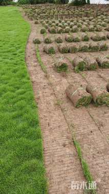 草块状草皮