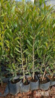 0.4公分台湾相思树