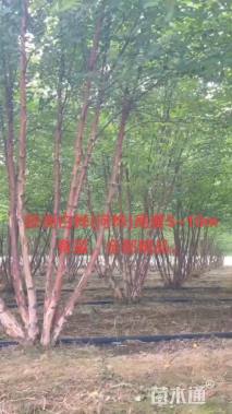 高度600厘米丛生白桦