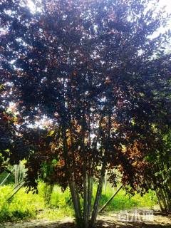 高度400厘米丛生紫叶李