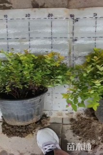 高度20厘米金山绣线菊