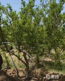 13公分造型石榴