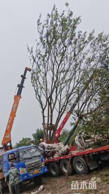 60公分(5杆)丛生朴树