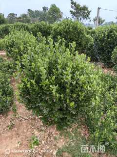 冠幅100厘米大叶黄杨球