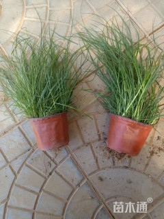 高度30厘米狼尾草