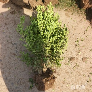 高度50厘米瓜子黄杨小苗