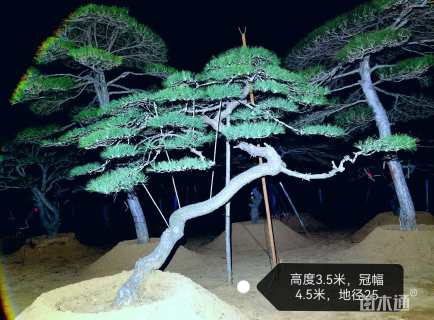 26公分造型黑松