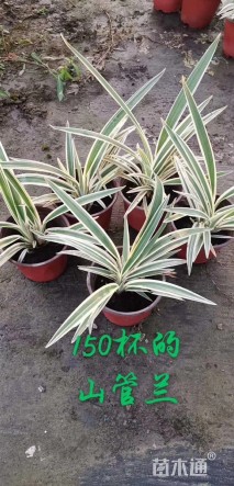 高度15厘米银边山菅兰