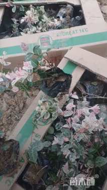 25厘米花叶络石