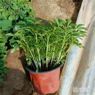 高度20厘米醉蝶花