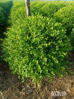 冠幅120厘米瓜子黄杨球