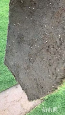 草卷状百慕大草