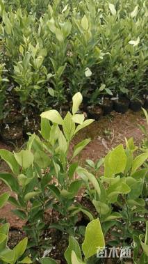 高度15厘米柑橘