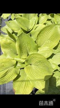 高度25厘米玉簪