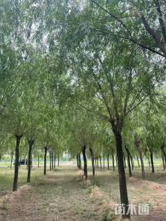 17公分青皮垂柳