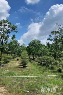 12公分澳洲火焰木