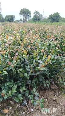 高度35厘米茶梅