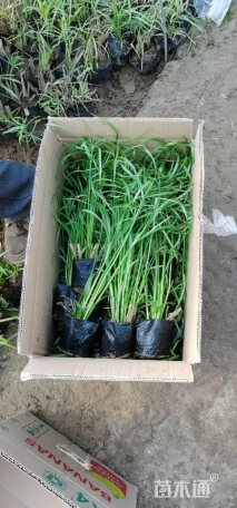 高度100厘米旱伞草