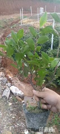 高度25厘米茶梅