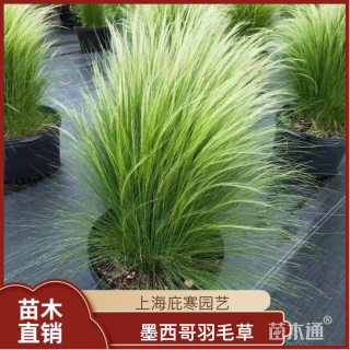 高度20厘米墨西哥羽毛草