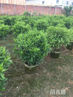 高度80厘米非洲茉莉