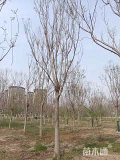 18公分黄山栾树