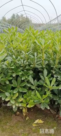 高度40厘米海桐