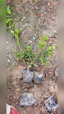 高度25厘米夏鹃小苗