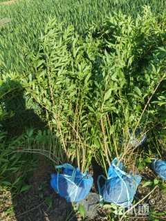 高度50厘米连翘