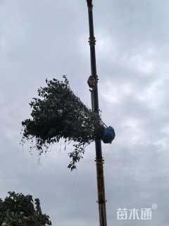 高度200厘米丛生丁香