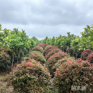 冠幅120厘米红叶石楠球