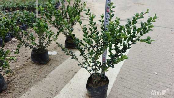 高度25厘米龟甲冬青