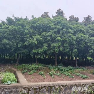 12公分红豆杉