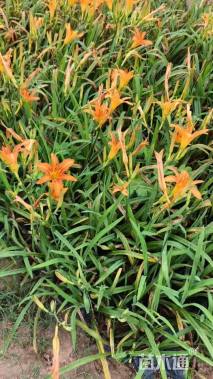 高度20厘米大花萱草