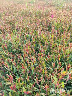 高度20厘米千鸟花