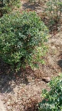 冠幅100厘米火棘球