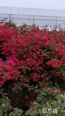 高度2500厘米三角梅