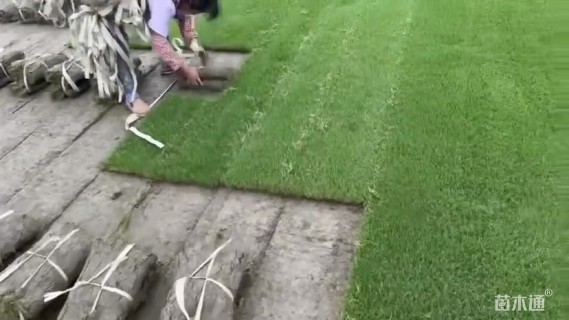 富裕明高羊茅种子