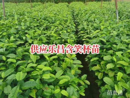 0.4公分乐昌含笑