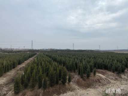 高度120厘米塔柏