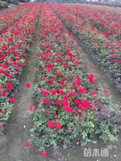 高度35厘米大花月季