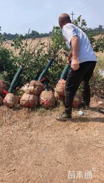 高度120厘米低杆月季